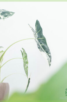 Alocasia Frydek Variegata Diva വാങ്ങുകയും പരിപാലിക്കുകയും ചെയ്യുക