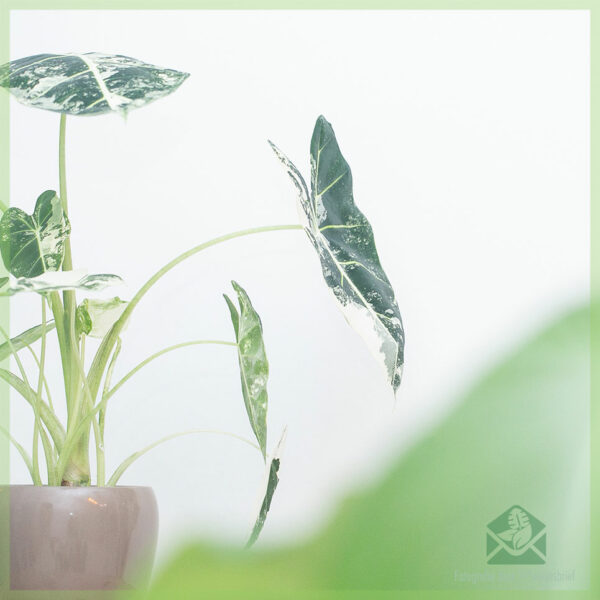 Alocasia Frydek Variegata Diva kopen en verzorgen