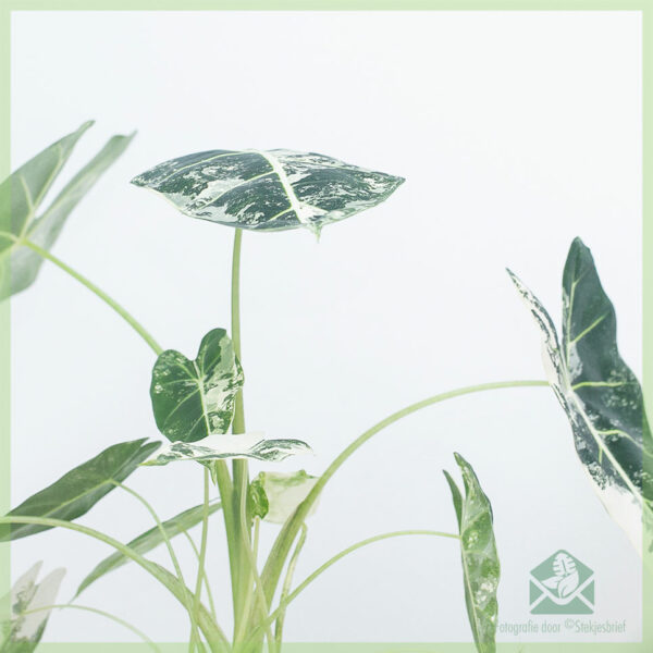 Alocasia Frydek Variegata Diva kopen en verzorgen