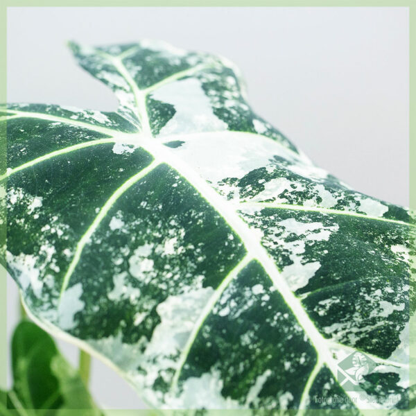 Kauf und Pflege von Alocasia Frydek Variegata Diva