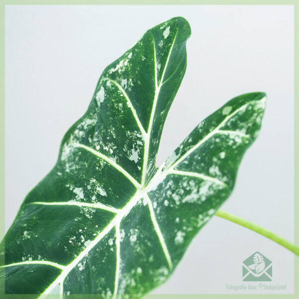 Alocasia Frydek Variegata திவாவை வாங்கிப் பராமரிக்கவும்