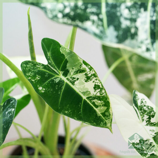 Alocasia Frydek Variegata திவாவை வாங்கிப் பராமரிக்கவும்