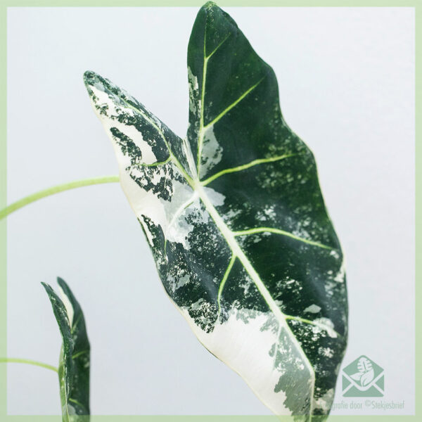 Alocasia Frydek Variegata திவாவை வாங்கிப் பராமரிக்கவும்