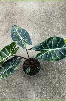 வாங்க Alocasia Longiloba Variegata பானை 12 செ.மீ