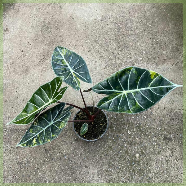 Alocasia Longiloba Variegata pot 12 cm kopen