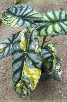 Alocasia Silver Dragon pot 12 cm kopen en verzorgen