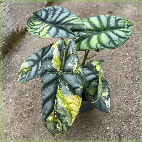 Cumpărați și îngrijiți ghiveciul Alocasia Silver Dragon 12 cm