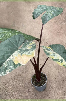 Alocasia Yucatan Princess Variegata 12cm 구매