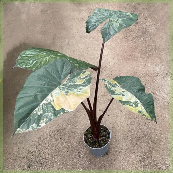 Alocasia Yucatan Princess Variegata 12cm kopen