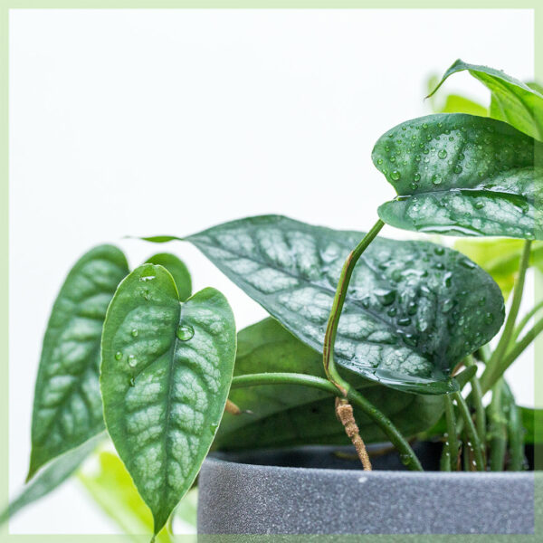 Monstera Siltepecana برتن 12 سینٹی میٹر خریدیں۔