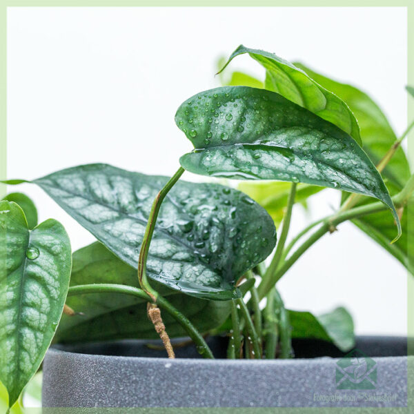 Monstera Siltepecana برتن 12 سینٹی میٹر خریدیں۔