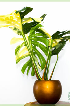 Buy Monstera Thai ollam constellationis 17 cm