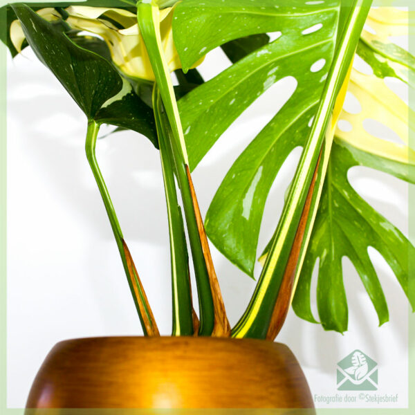 Monstera Thai Constellation බඳුන 17 cm මිලදී ගන්න