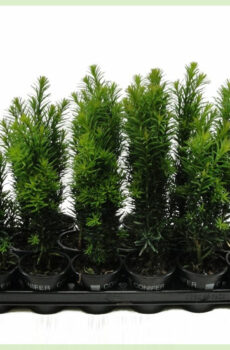 Buy Taxus baccata Fastigiata Robusta pot 9 cm