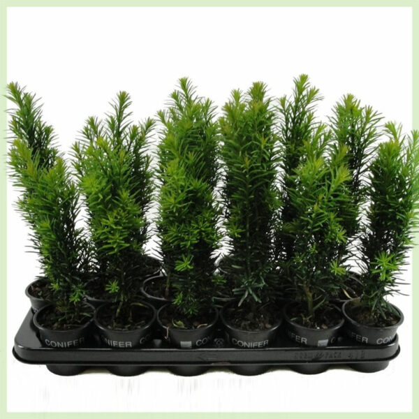 Aĉetu Taxus baccata Fastigiata Robusta poto 9 cm