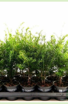 Koop Taxus baccata pot 9 cm heining plante