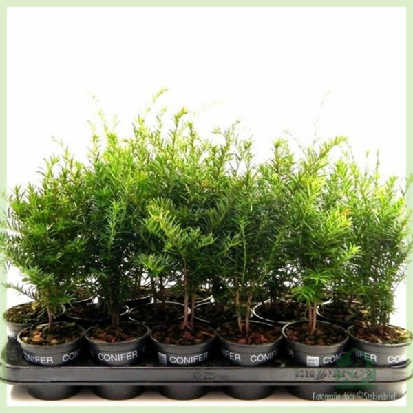 Kaufen Sie Taxus baccata Topf 9 cm Heckenpflanzen