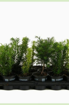Taxus gemengd soorten pot 9 cm kopen