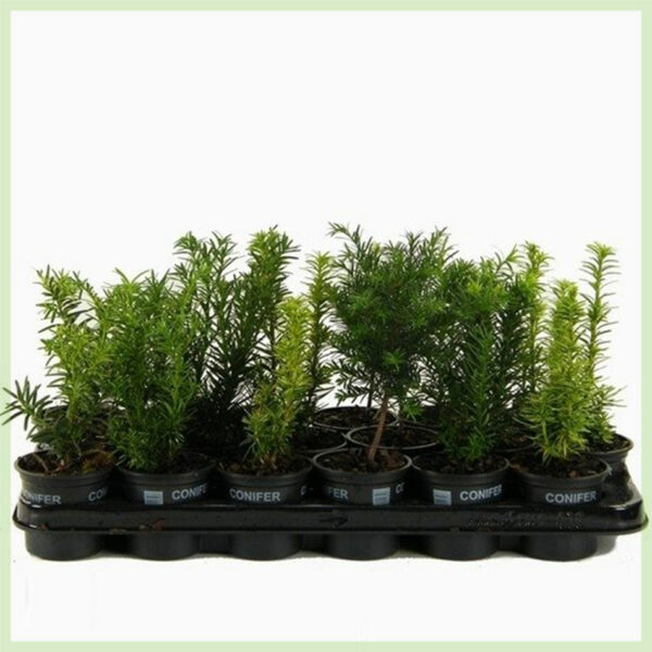 Taxus gemengd soorten pot 9 cm kopen