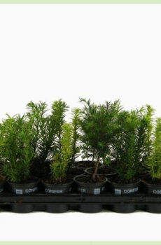 Taxus gemengd soorten pot 9 cm kopen