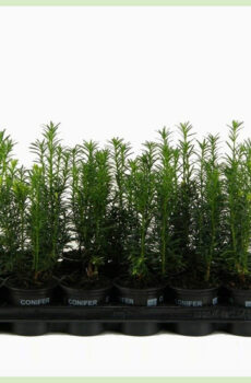 Taxus media Hicksii pot 9 cm - heining plante - koop