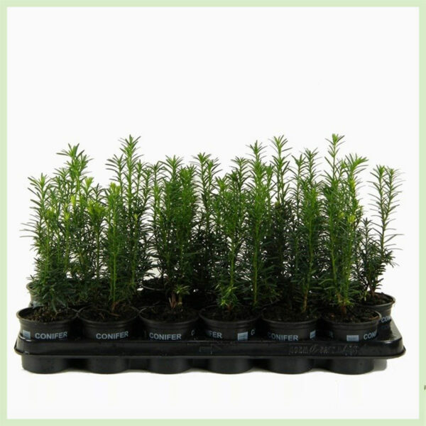 Taxus media Hicksii pot 9 cm - haagplanten - kopen