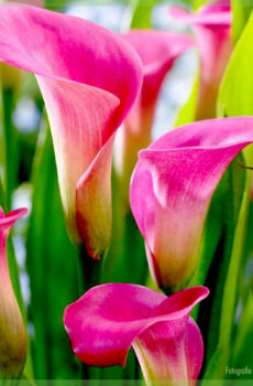 Pērciet Calla Zantedeschia Pink Lady sakņotus spraudeņus