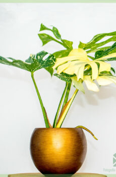 Monstera Thai Constellation pot 15 cm kopen en verzorgen