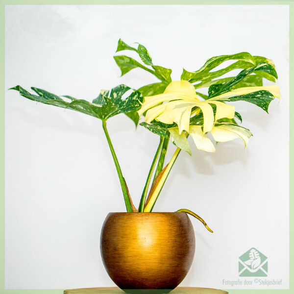 Monstera Thailand Rasi pot 15 cm meuli jeung miara