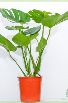 Fividianana sy fikarakarana ny zavamaniry Monstera variegata aurea