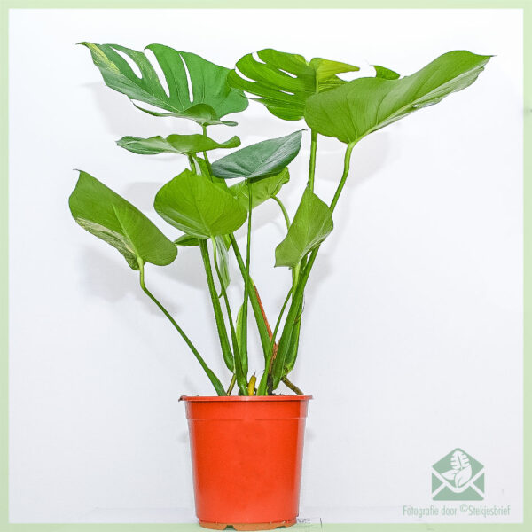 Achte ak pran swen plant Monstera variegata aurea