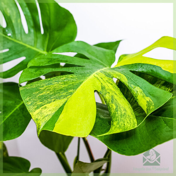 Achte ak pran swen plant Monstera variegata aurea