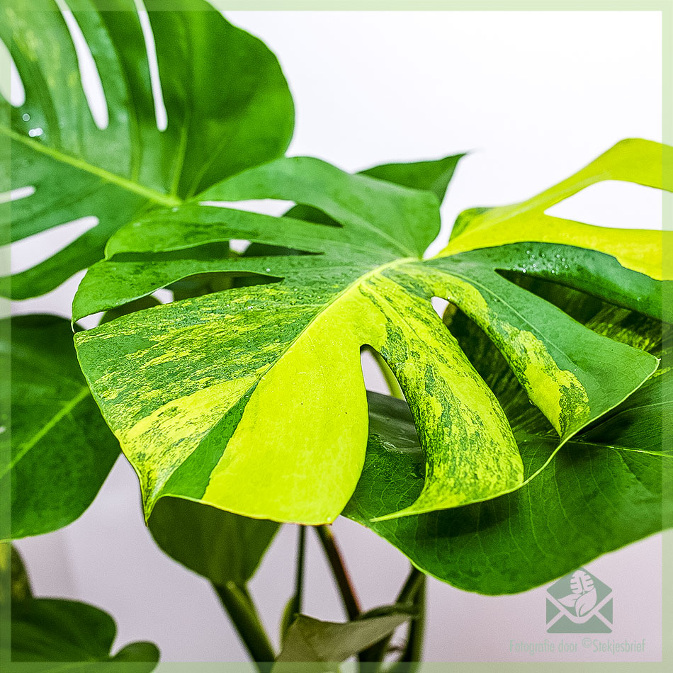 Monstera variegata - cutting – Boutures et moi