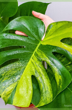 Monstera variegata aurea தாவரத்தை வாங்குதல் மற்றும் பராமரித்தல்