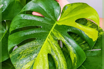 Monstera variegata aurea plant kopen en verzorgen