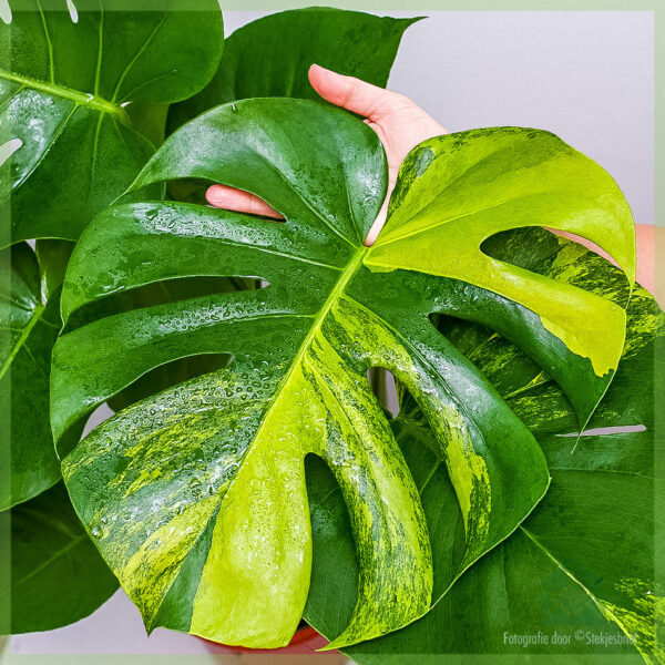 Meuli sareng miara tutuwuhan Monstera variegata aurea