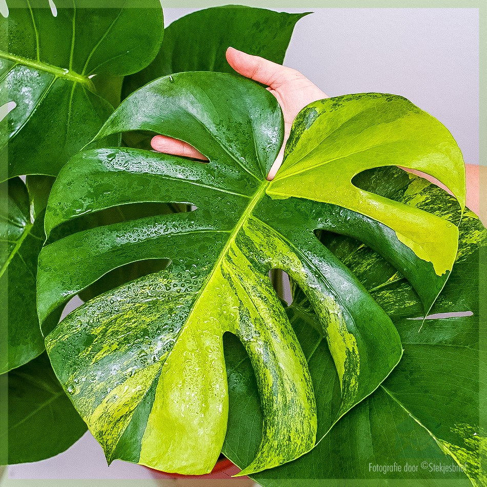 Plante Monstera variegata aurea acheter et entretenir 