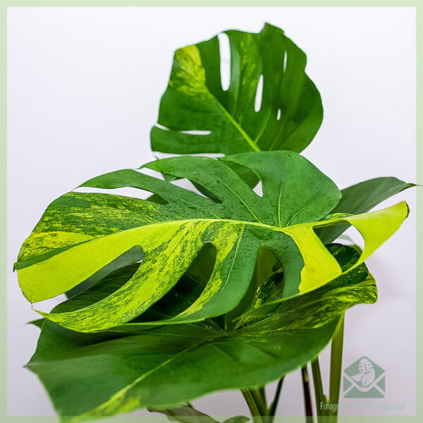 Meuli sareng miara tutuwuhan Monstera variegata aurea