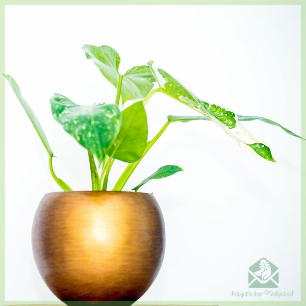 Philodendron Jose Buono Nino variegata kopen