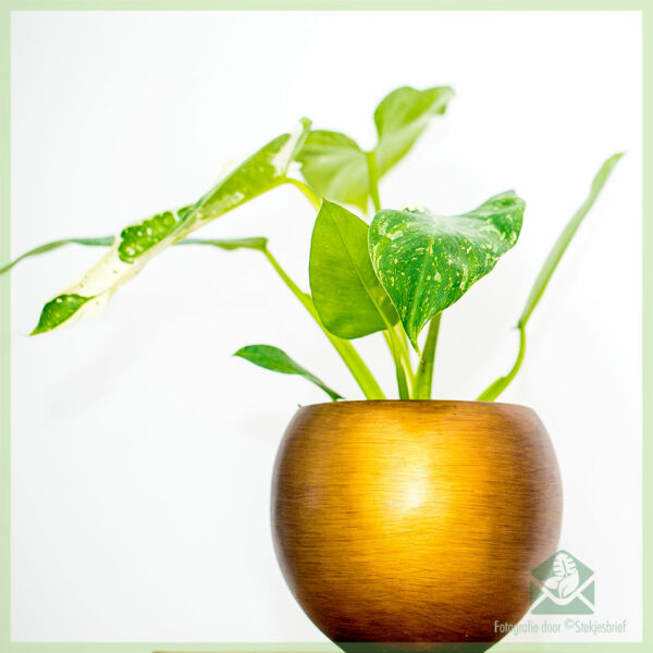 Philodendron Jose Buono Nino variegata kopen