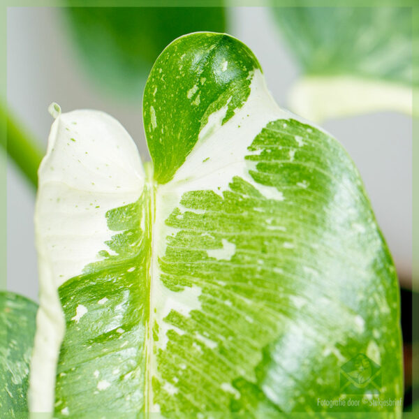 Kauptu Philodendron Jose Buono Nino variegata