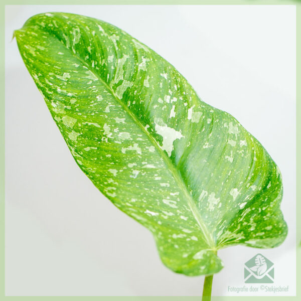 Buy Philodendron Jose Buono Nino variegata