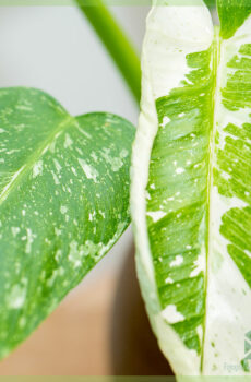 Buy Philodendron Jose Buono Nino variegata