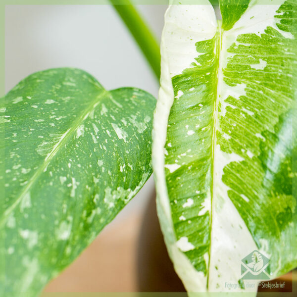 Philodendron Jose Buono Nino variegata bikirin