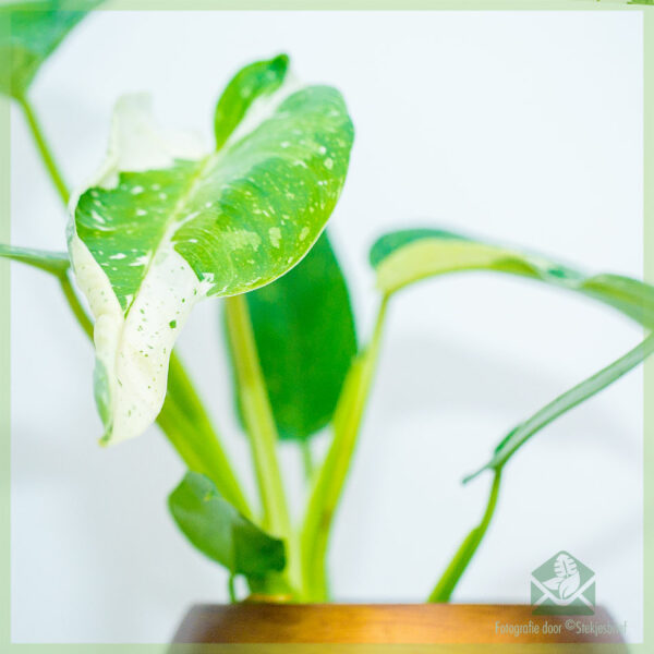 Philodendron Jose Buono Nino variegata kopen