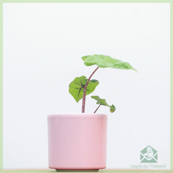 Alocasia Jacklyn 뿌리 절단 구매