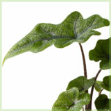 Alocasia Jacklyn geworteld stekje kopen