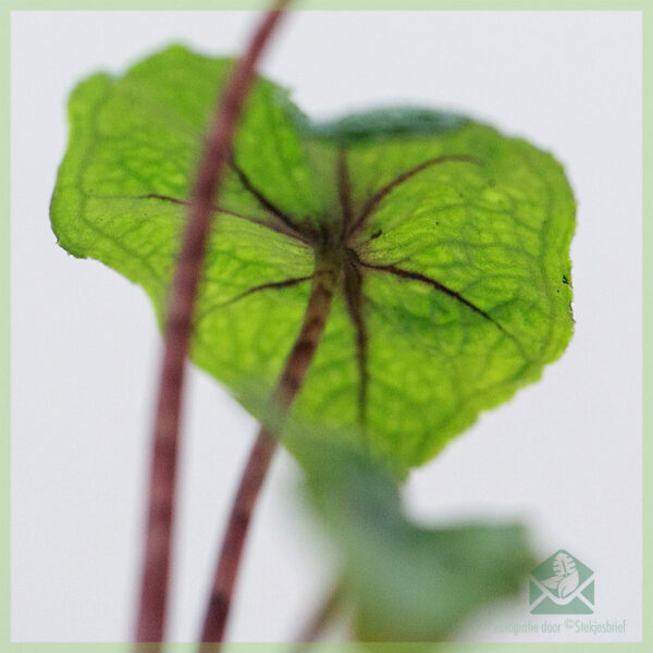 شراء قطع الجذور Alocasia Jacklyn