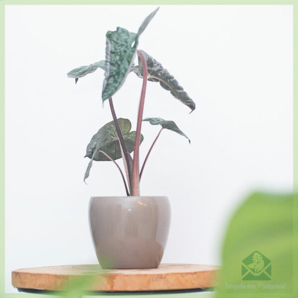 Alocasia Yucatan Princess ශාකය මිලදී ගන්න