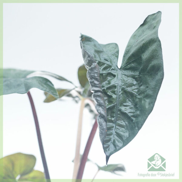 Buy Alocasia Yucatan Principissae plantae